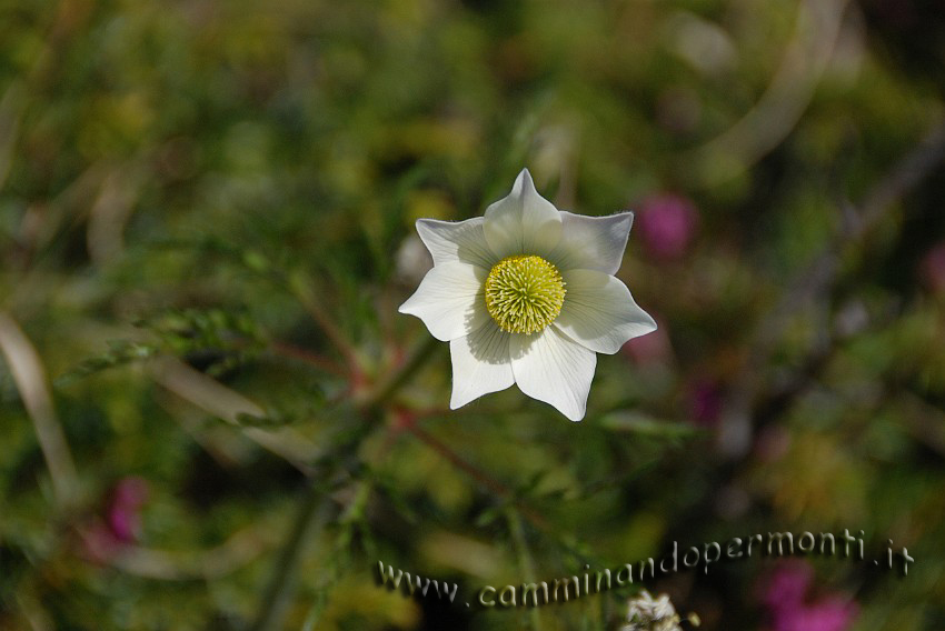 24 Sentiero Rifugio Capanna 2000.JPG